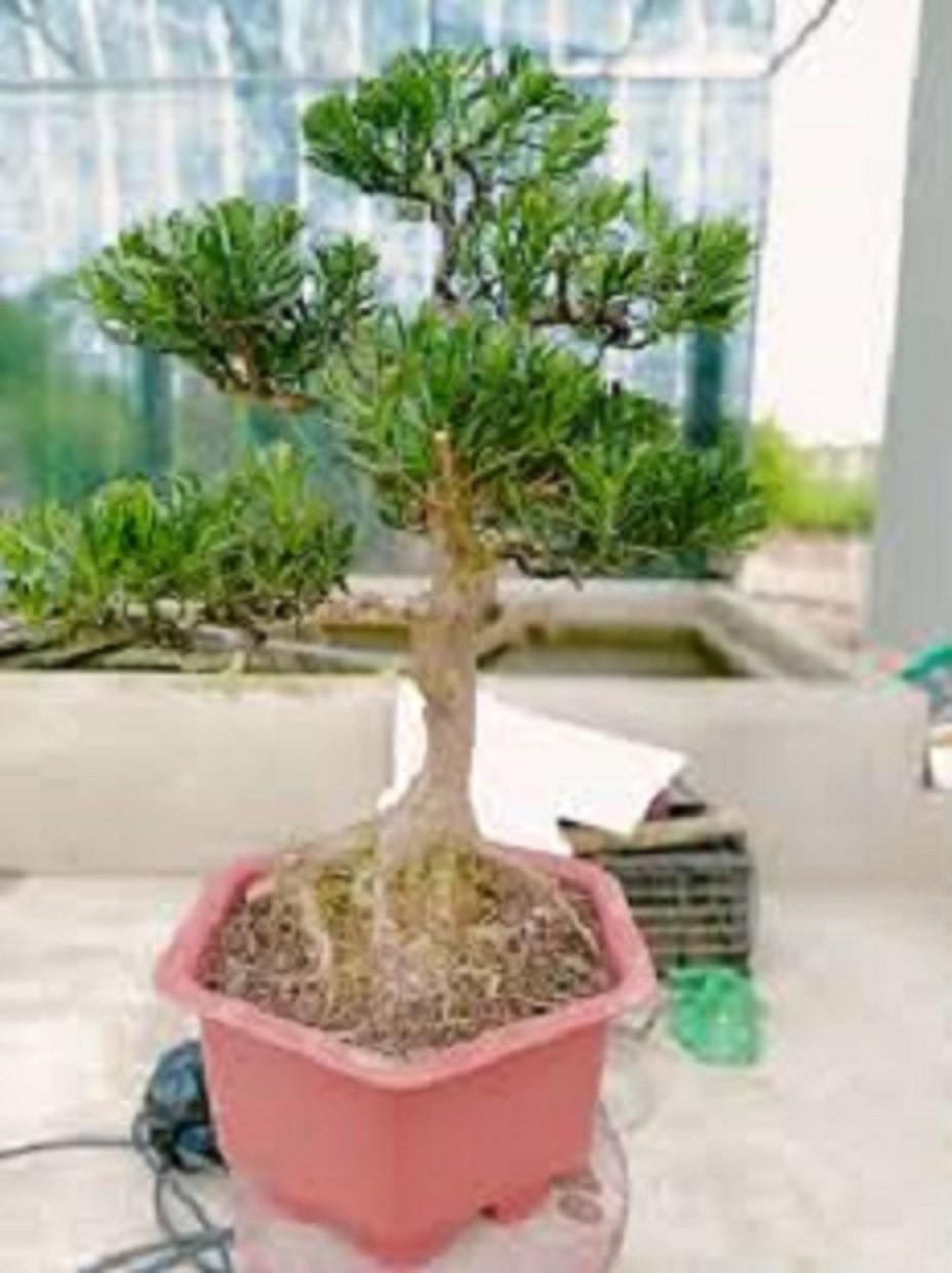 COMBO 3 cây giống TÙNG LA HÁN - CÂY BONSAI - SIÊU ĐẸP GIÁ SIÊU RẺ