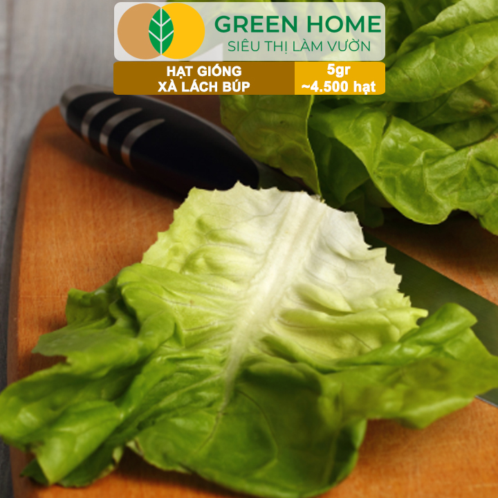 Hạt Giống Xà Lách Búp Greenhome, Gói 5gr~4500 hạt, Dễ Trồng Quanh Năm, Thu Hoạch Nhanh, Năng Suất Cao R20
