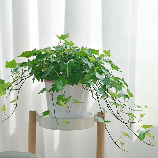 CÂY DÂY LEO THƯỜNG XUÂN - cây giống