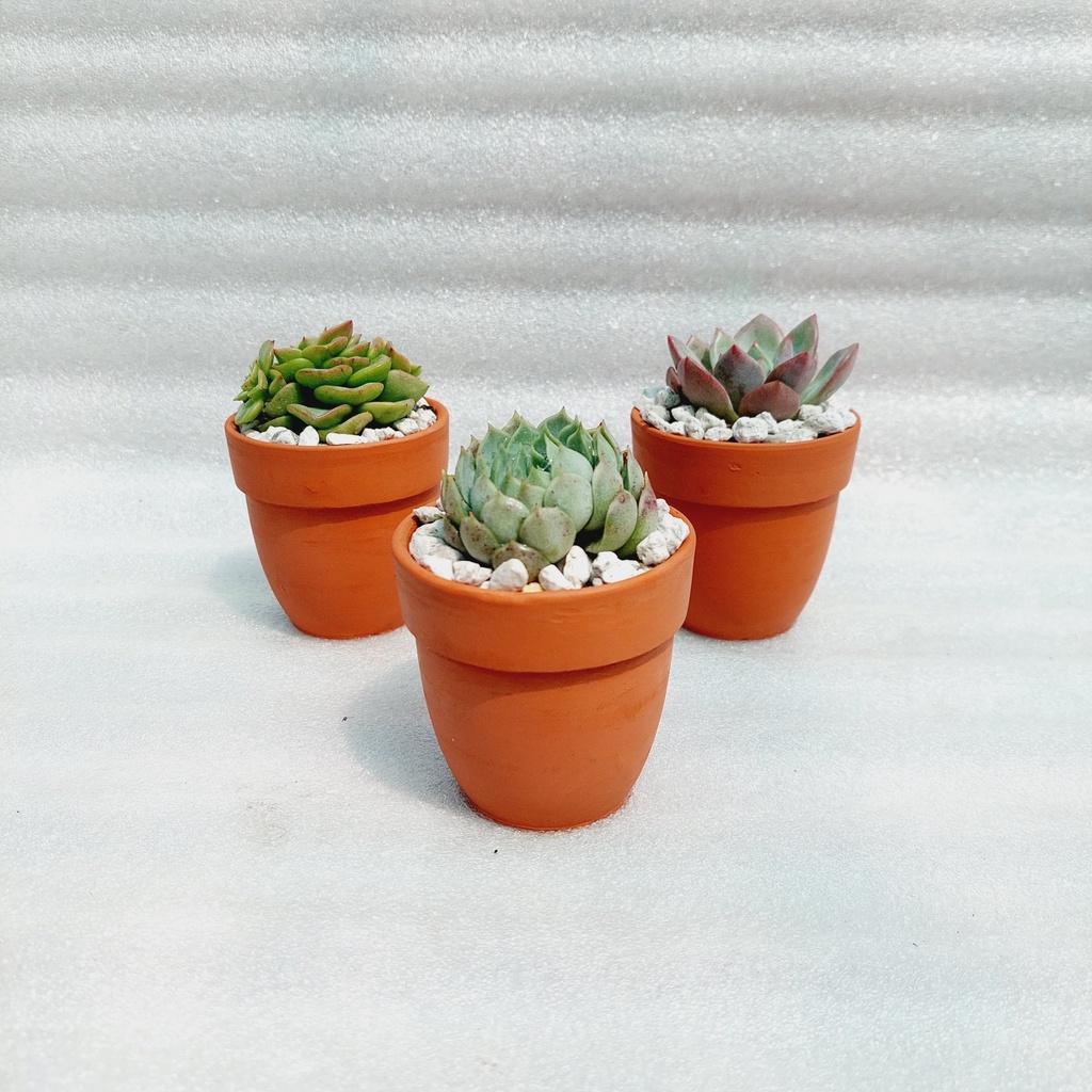 Chậu đất nung Bình Dương - Chậu ly có gờ bo đích, miệng chậu 7cm, chiều cao 7cm