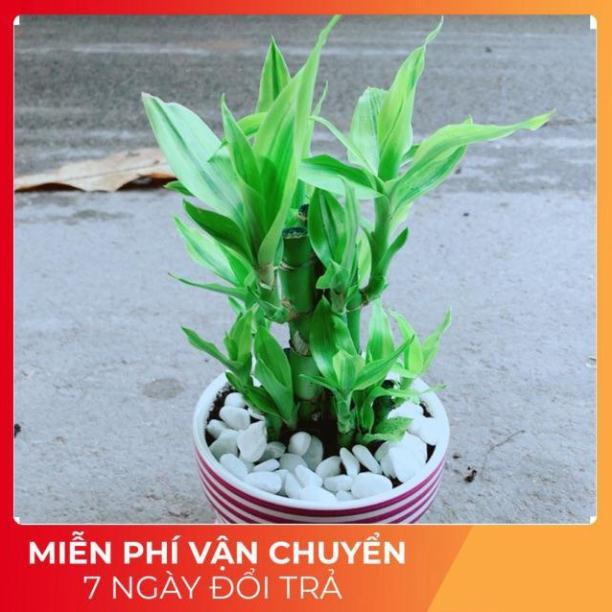 Chậu Trúc Phát Tài