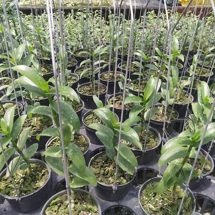 100 móc U chậu 12