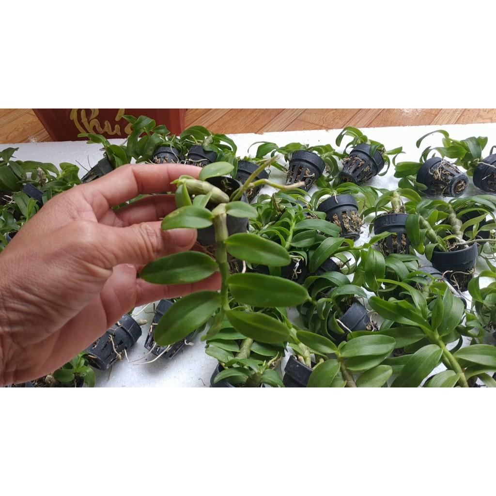 KIE LAN TRẦM TÍM GIỐNG