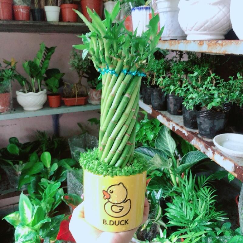 Chậu Trúc Phát Tài Xoắn