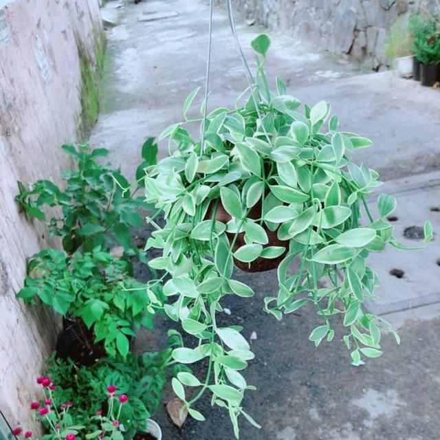 Chậu Cây Hạt Dưa