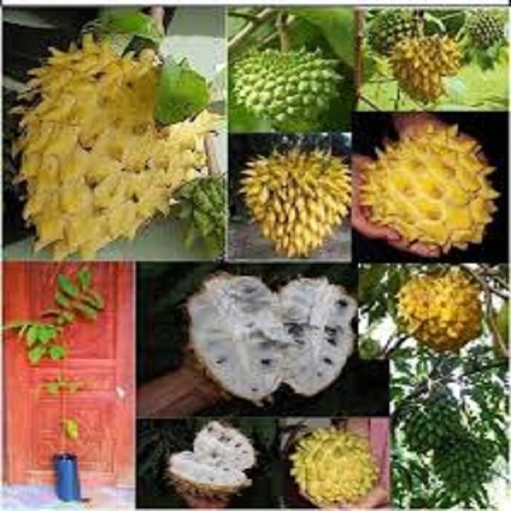 Cây giống NA SỪNG NAM Mỹ GIỐNG F1