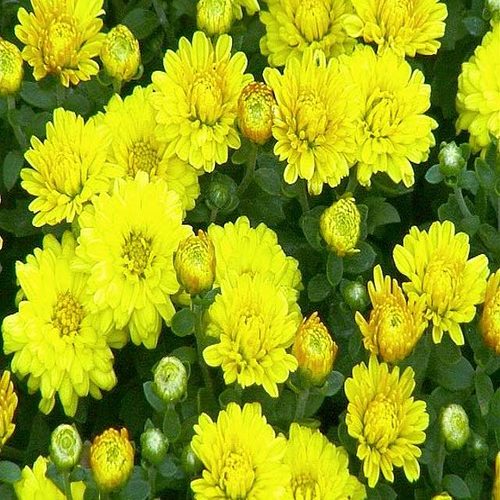 Chậu Cây Hoa Cúc Vàng Để Bàn
