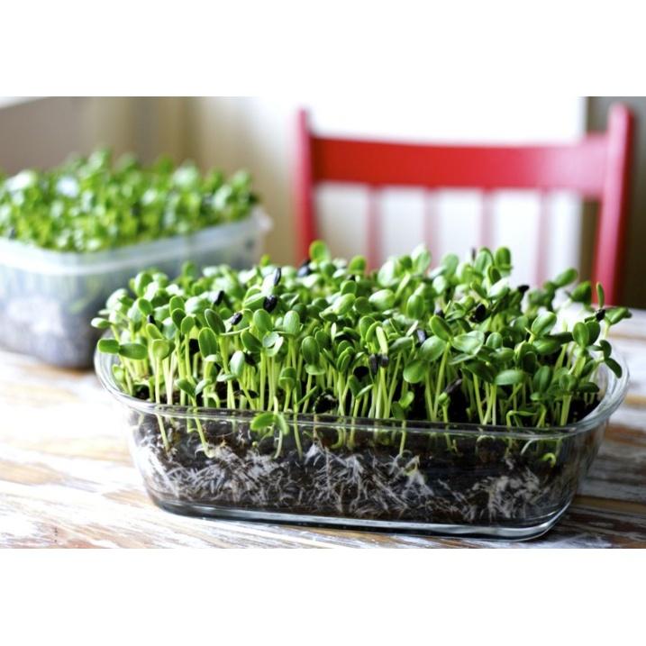 Hạt giống rau ăn mầm hướng dương-1 gói 50 gram