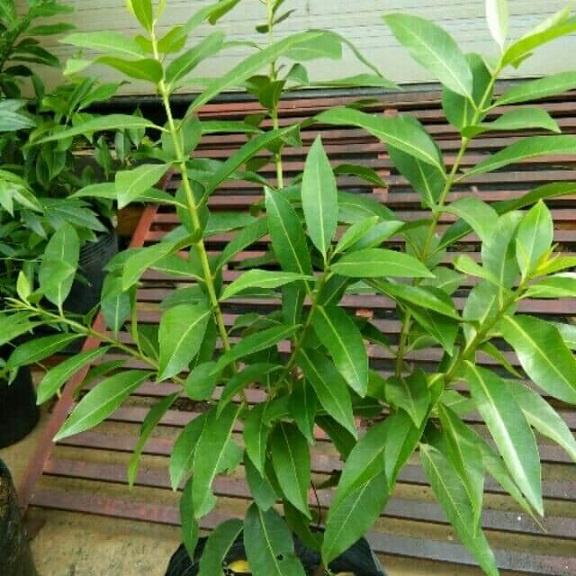 Cây vối nếp thơm có thể trồng chậu