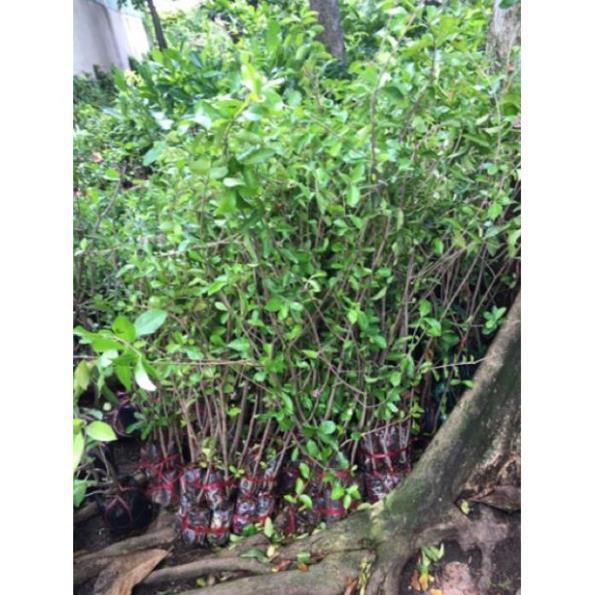 Cây sơ ri ăn trái