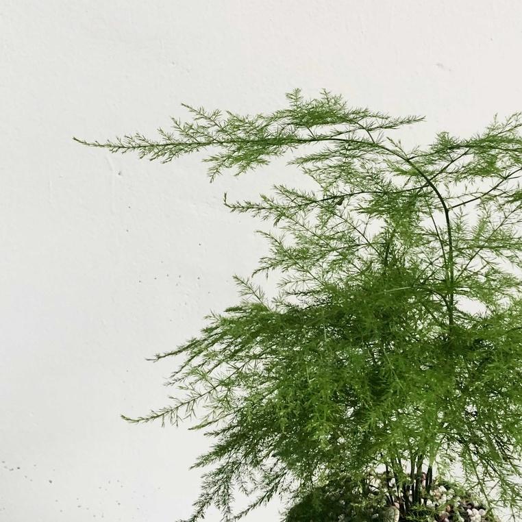 Cây Thủy Tùng mini để bàn