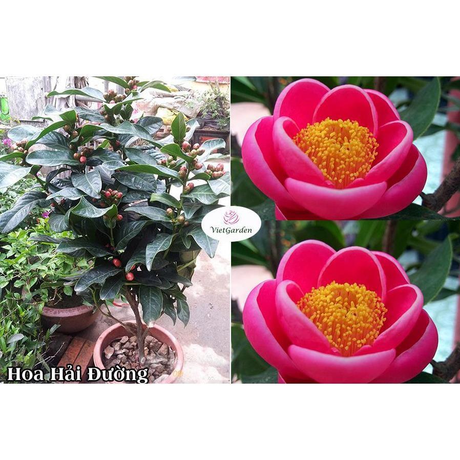 HOA HẢI ĐƯỜNG ĐỎ - BẦU CÂY SIZE LỚN + Tặng 01 cây dâu da đất