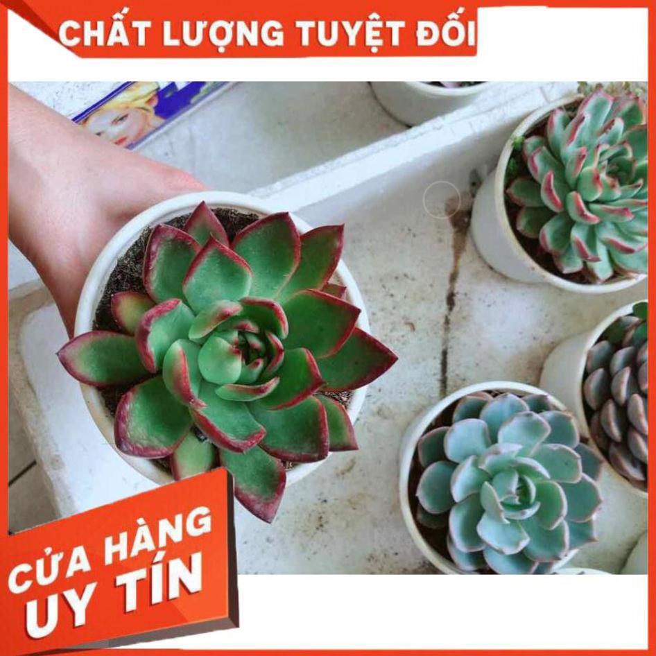 Sen đá viền đỏ Nhiều Người Mua