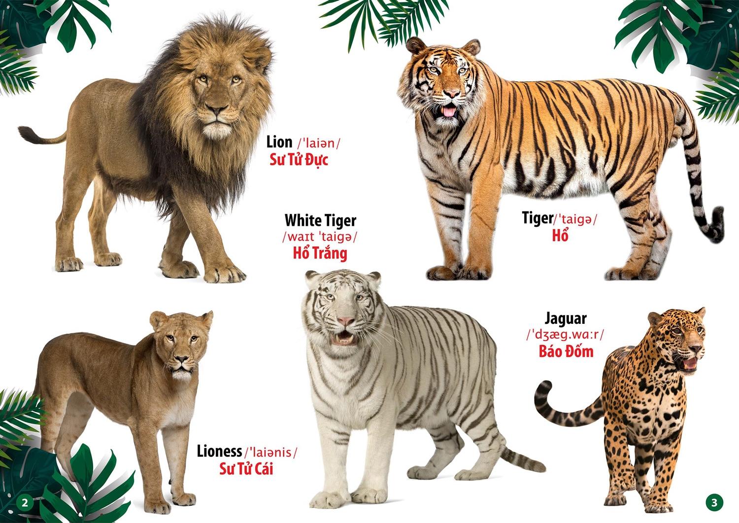 Từ Điển Bằng Hình - Song Ngữ Anh-Việt - Thế Giới Động Vật (Tái Bản 2023)