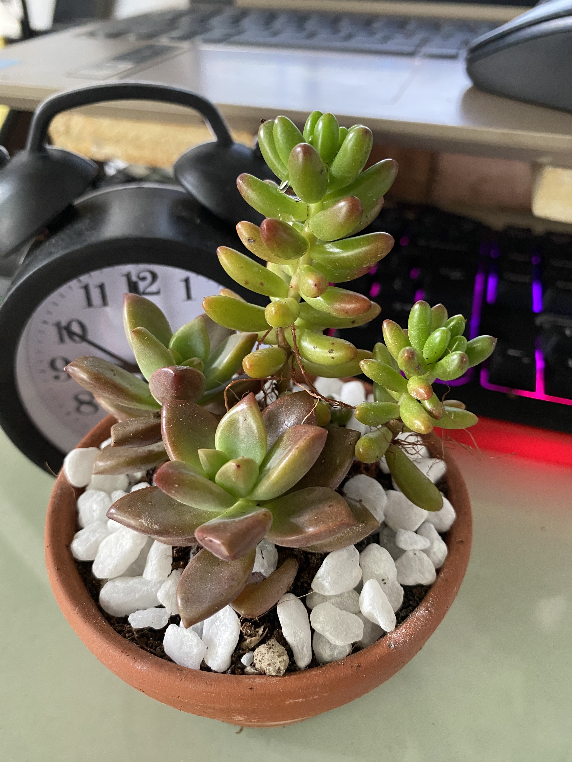 Xương rồng sen đá mix kèm chậu gốm đỏ SDMIX -17cm