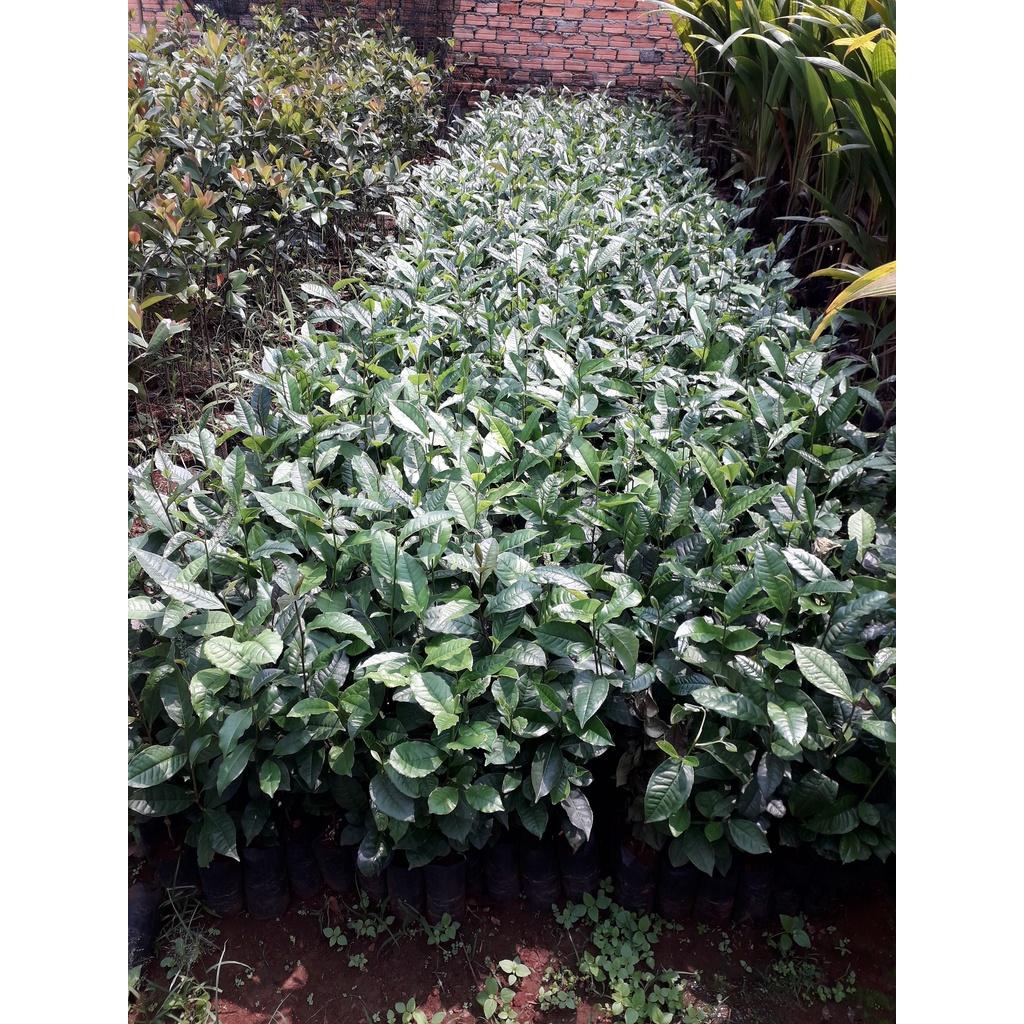 Cây giống Chè Xanh Thái Nguyên. .