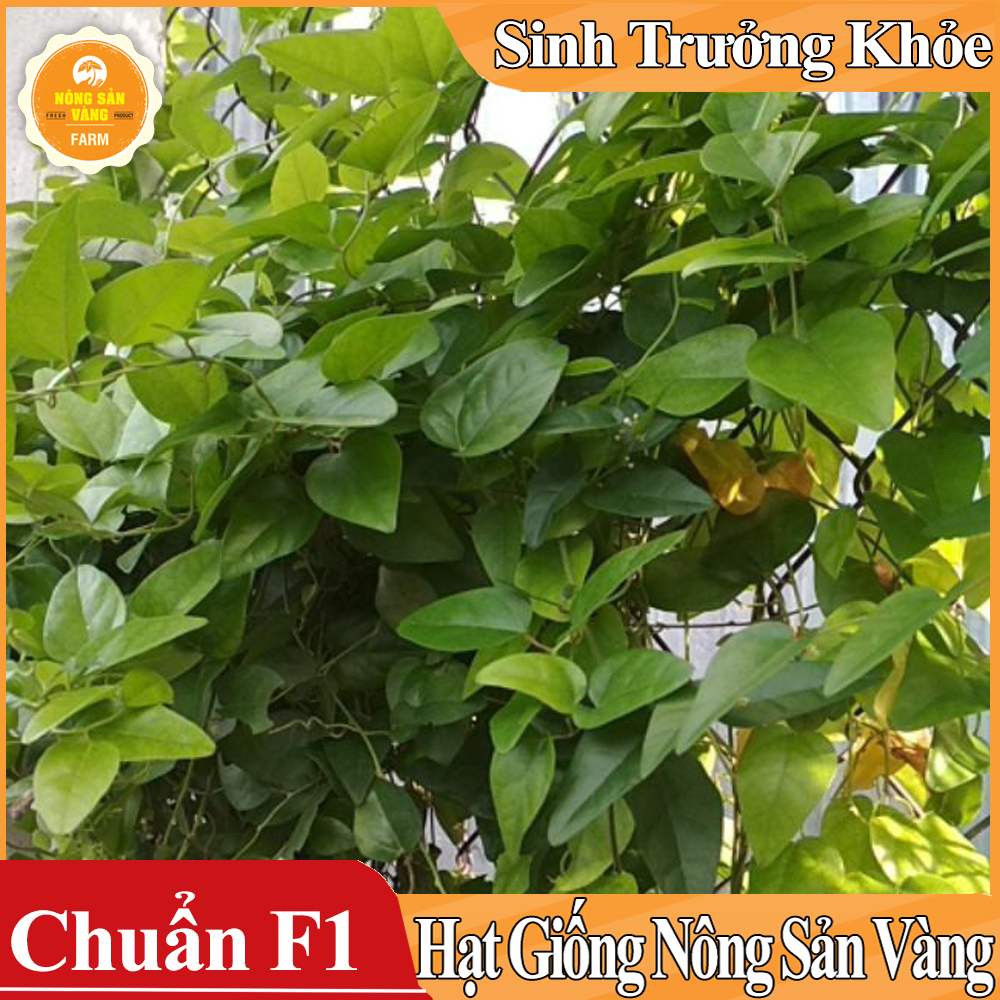 Hạt giống Lá Sương Sâm Lông Rừng - Nông Sản Vàng