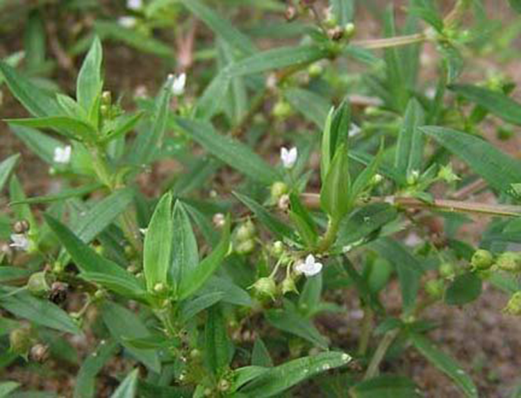 Trà Cây bạch hoa xà thiệt thảo ( Bạch hoa xà thiệt thảo khô )- Sản phẩm hữu cơ tự nhiên