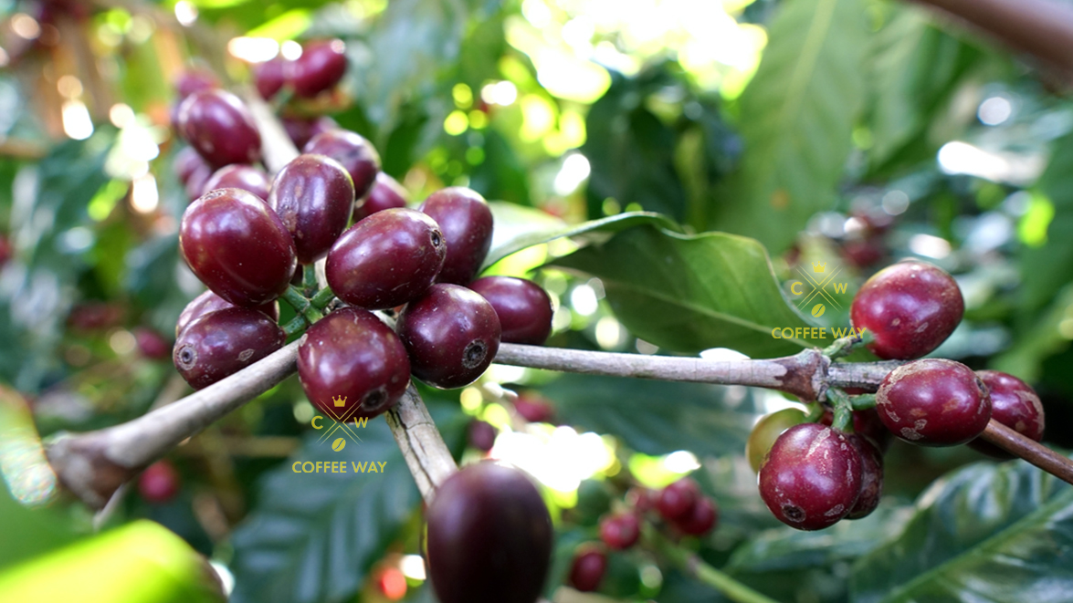 Cây Cà Phê ARABICA Giống