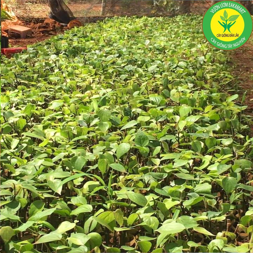 Giống Tiêu Ăn Hạt