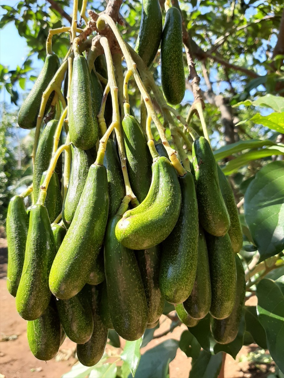 CÂY GIỐNG BƠ SIÊU TRÁI