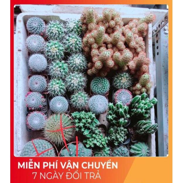 Xương Rồng Đồng Giá 40k