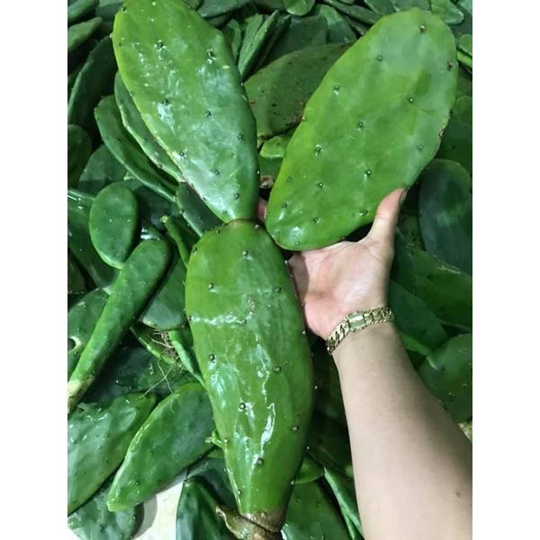 Xương rồng bà có gai-bẹ cao 15cm - 30cm
