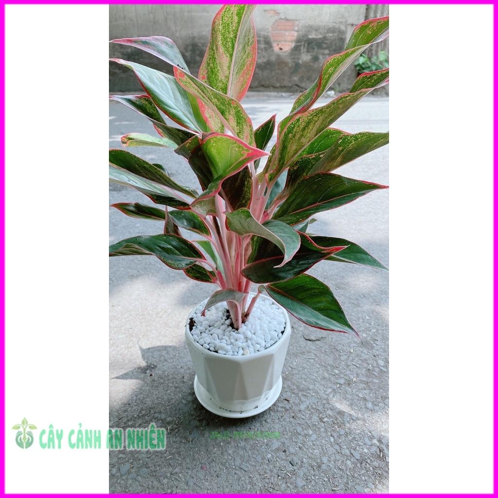 Chậu Cây Phú Quý Để Bàn