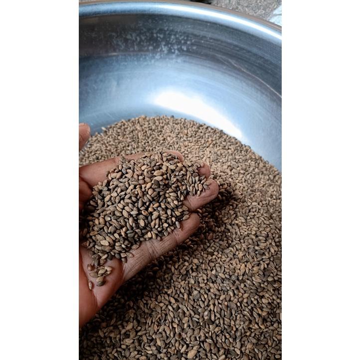 100gram hạt giống cây thông 2 lá