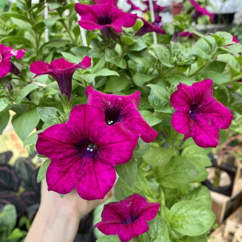 Hạt Giống Dạ Yến Thảo Mix F1 - 100 hạt