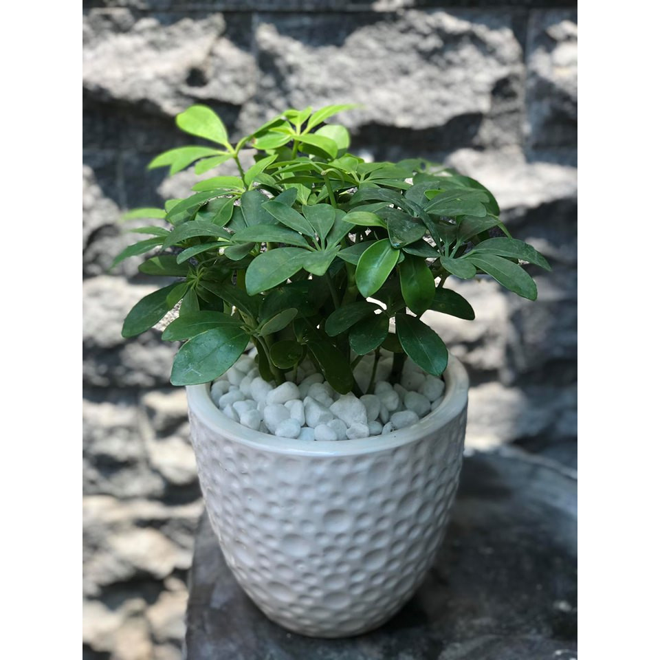 Cây ngũ gia bì để bàn