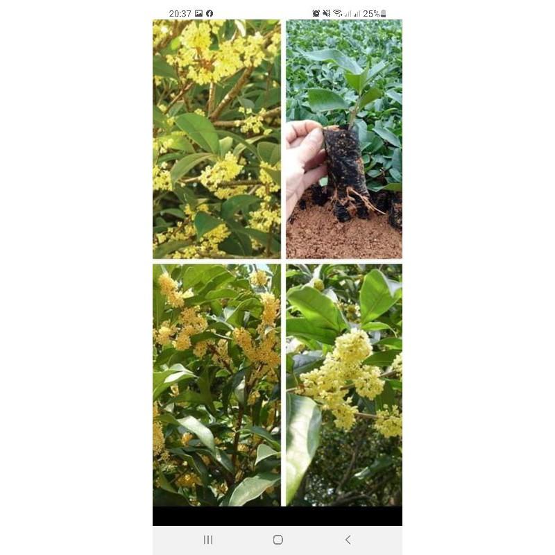 Hoa mộc hương giống