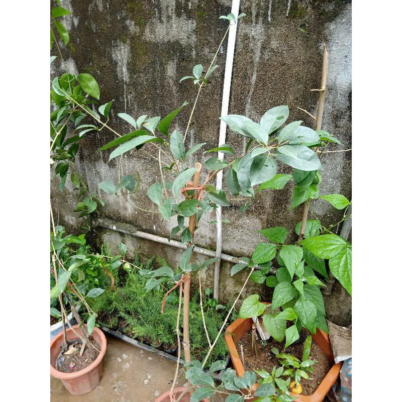 Cây Lan Tỏi_Hồng Anh chiết cành