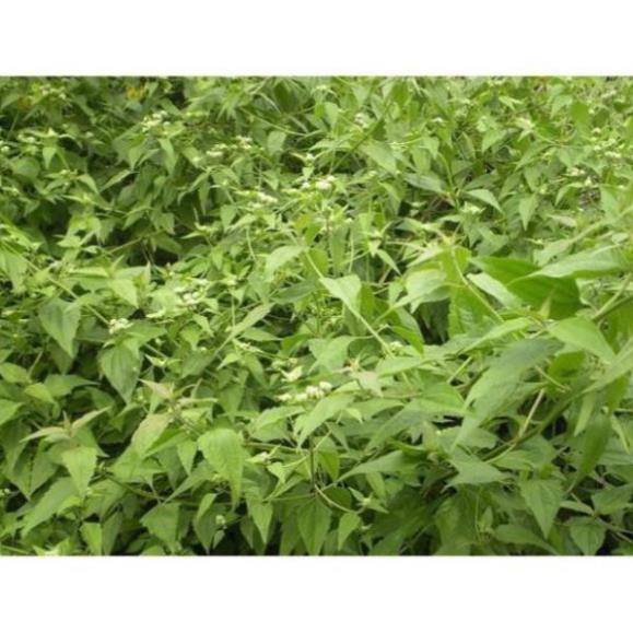 100g cỏ Lào tươi