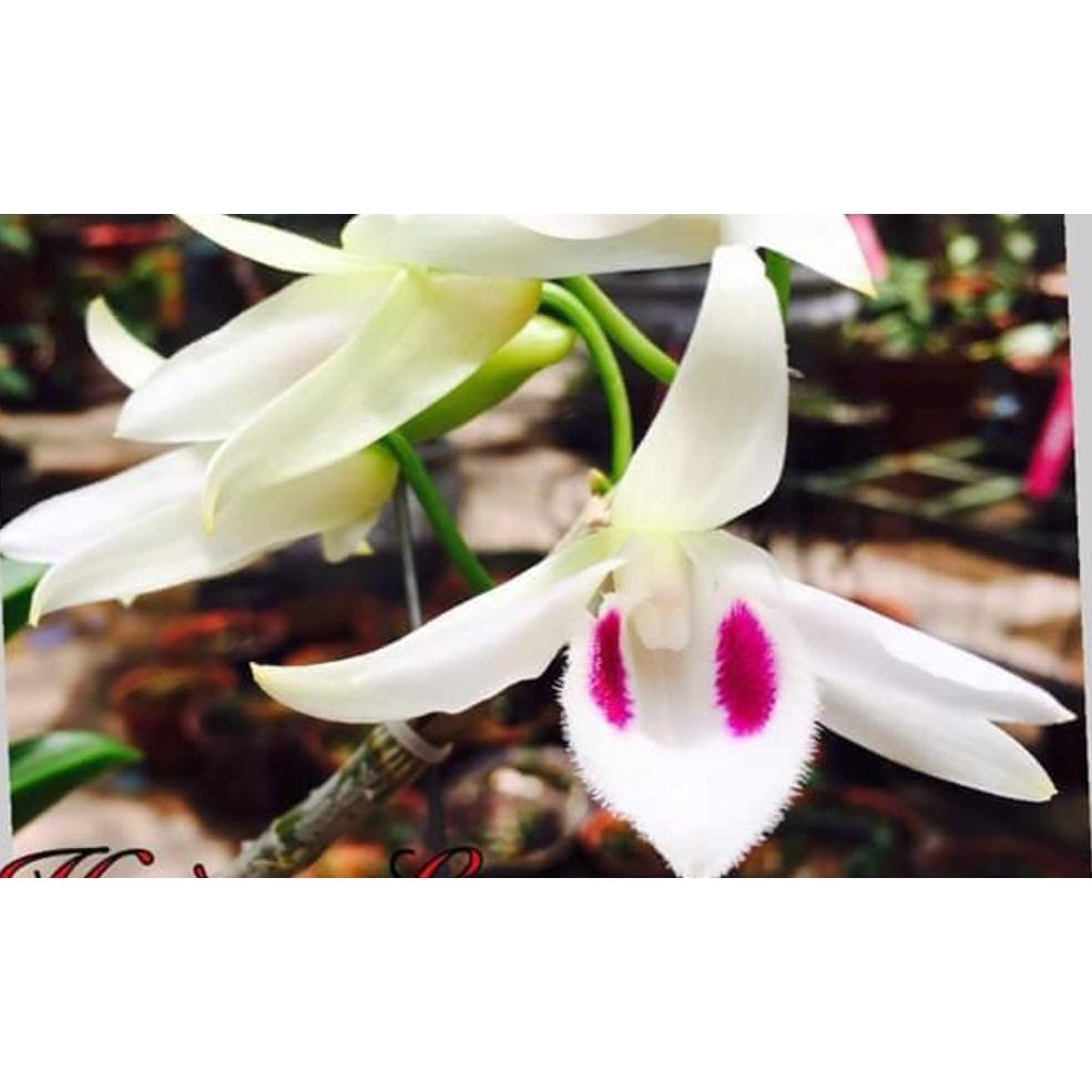 Phong lan phi điệp 5ct phú thọ
