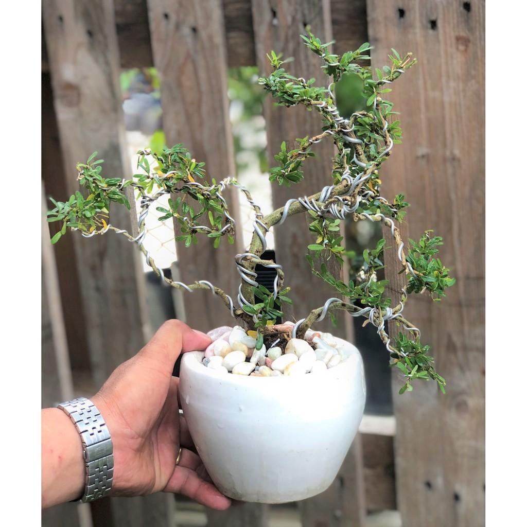 Chậu cây linh sam Bonsai mini