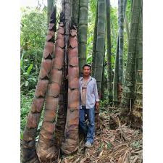Tre khổng lồ thái lan, cây tre khổng lồ nhập khẩu Thái lan, giống tre khổng lồ cho măng to nặng 20kg trở lên