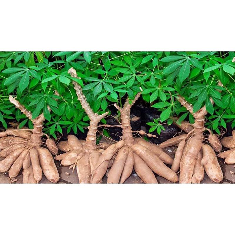 10 cây khoai mì hay cây sắn