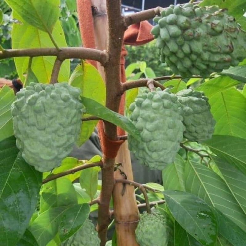 Cây giống na dứa Đài Loan hay mãng cầu Đài Loan.