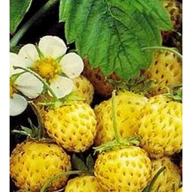 Hạt giống dâu tây vàng chịu nhiệt CT292 - Gói 100 hạt