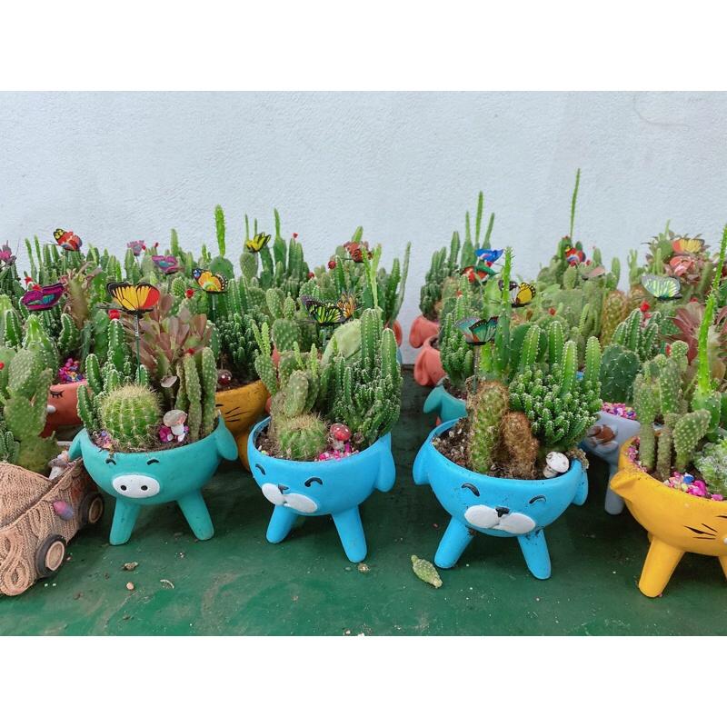 Chậu Xương Rồng Tiểu Cảnh