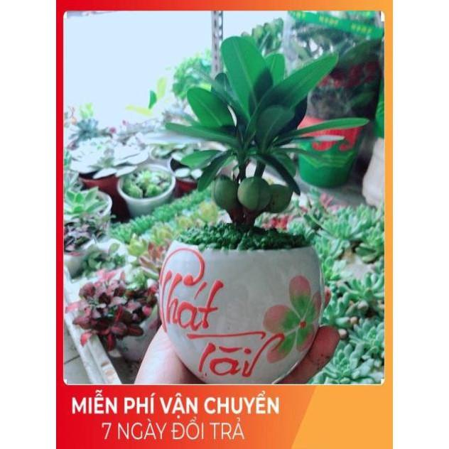 Chậu Cây May Mắn Phát Tài