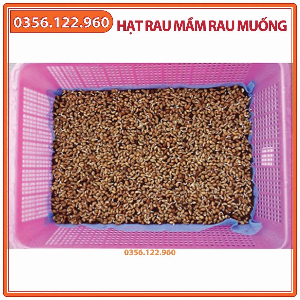 Hạt giống rau mầm rau muống tuyển chọn- gói 1kg - nảy mầm tốt, lên đồng đều