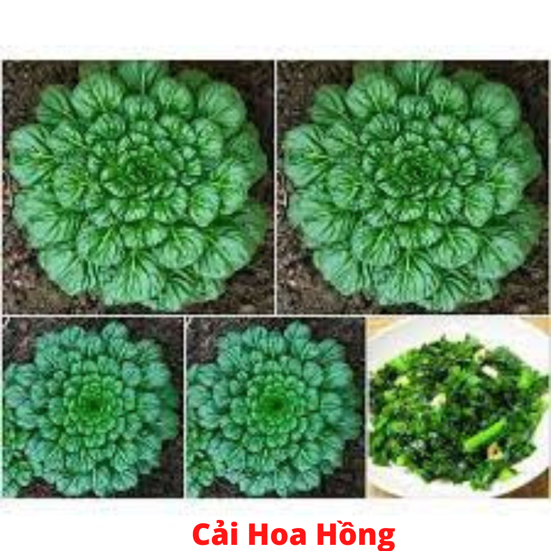 Hạt Giống Rau Cải Hoa Hồng_100H