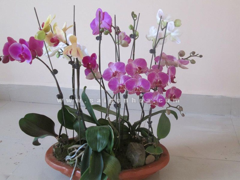 1000 KẸP BƯỚM DÙNG ĐỂ KẸP HOA LAN HỒ ĐIỆP!