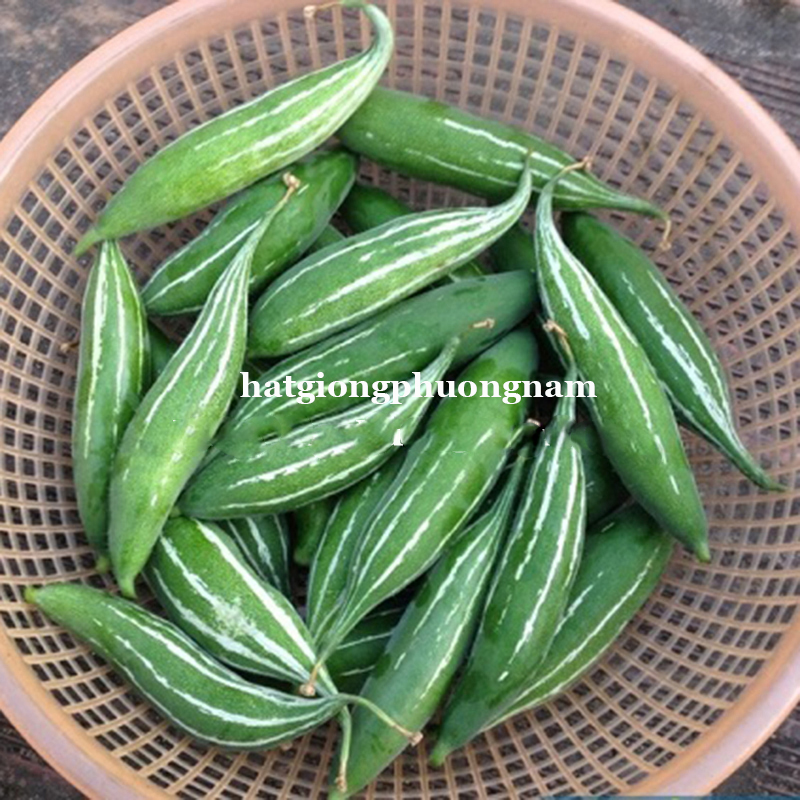 15H - HẠT GIỐNG LẶC LÀY XANH