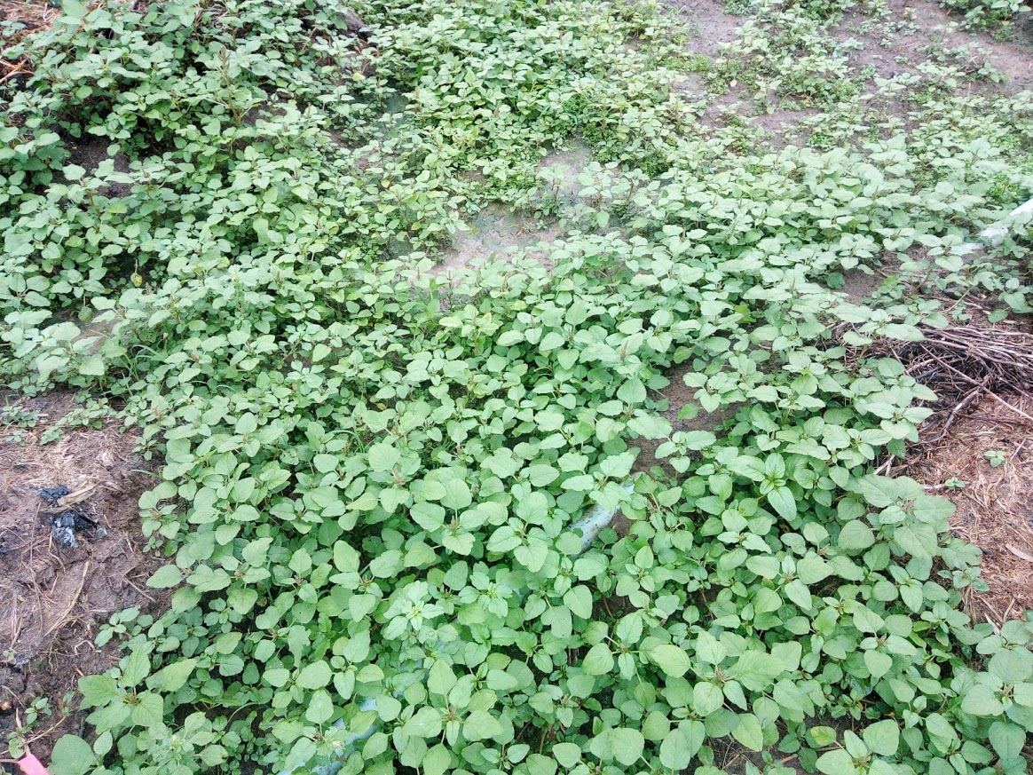 Hạt giống rau dền cơm