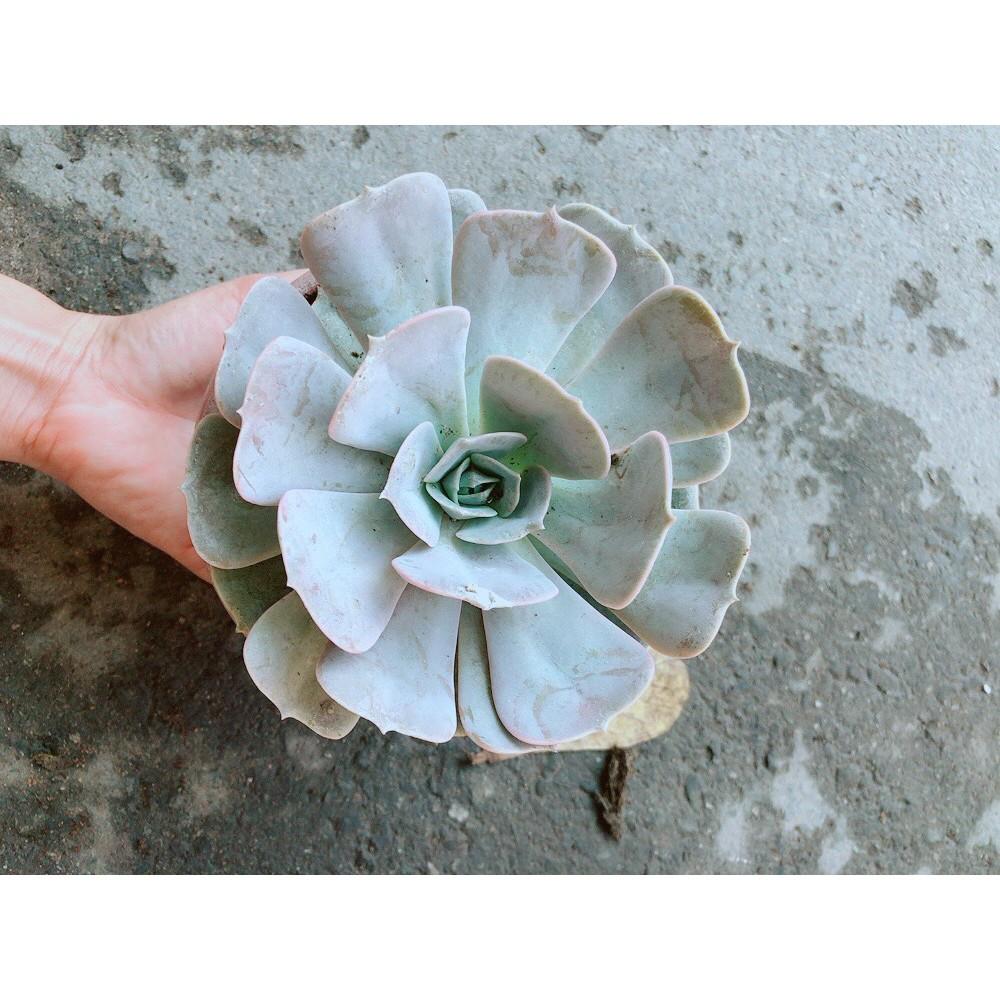 Chậu Sen Đá Hồng Lớn