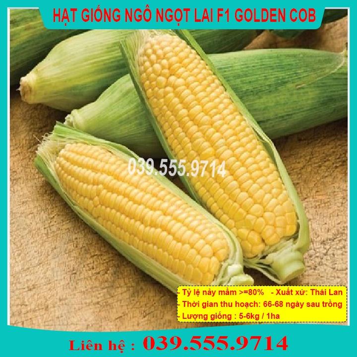 Hạt Giống Ngô Ngọt Lai  F1 GOLDEN COB 100gram - Ngô Năng Suất Cao Hạt Ngô To Đều Đẹp