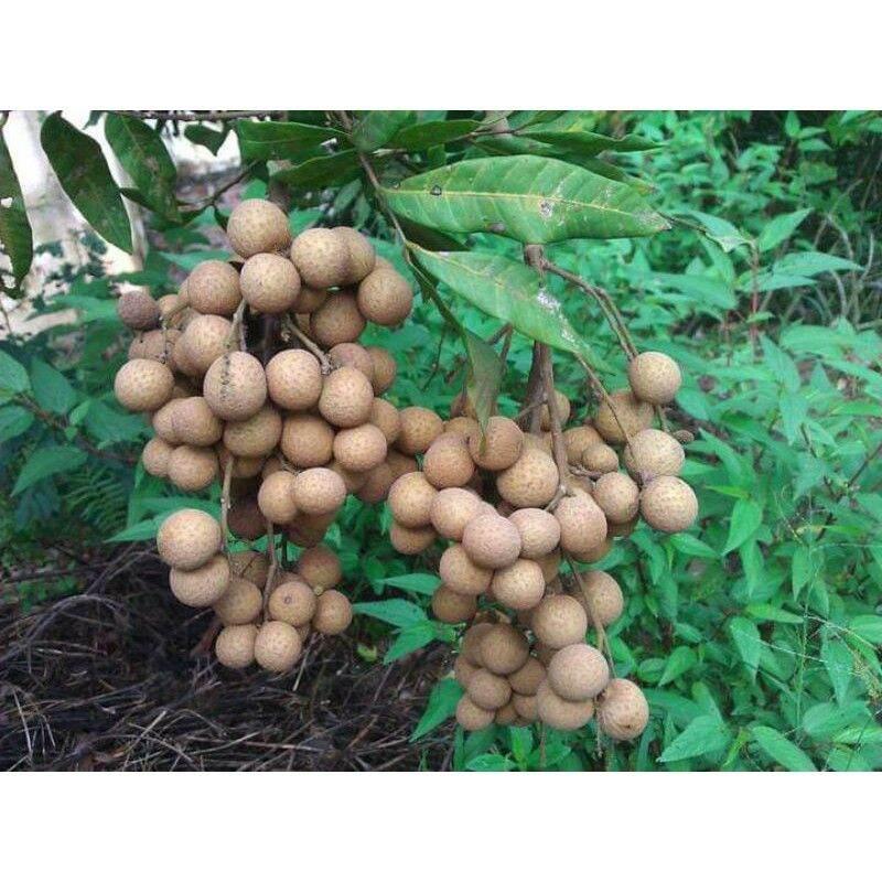 Cây giống nhãn tiêu siêu sai